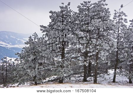 Conferious trees covered with snow in winter at mountain Kozomor, Serbia