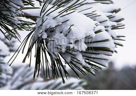 Detail from conferious tree covered with snow in winter at mountain Kozomor, Serbia