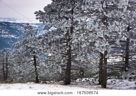 Conferious trees covered with snow in winter at mountain Kozomor, Serbia
