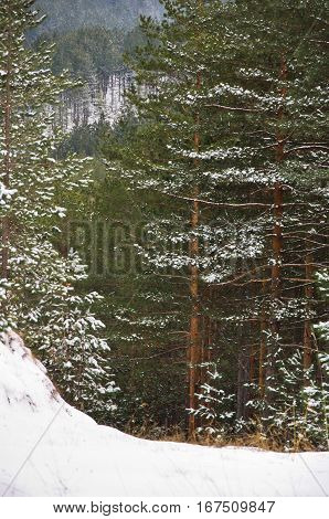 Detail of pine forest at mountain Kozomor in winter, Serbia