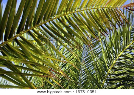Palm tree leaves on a blue sky background.Selective focus.Summer or travel concept