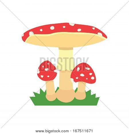 Amanita poisonous mushroom, isolated vector amanita on white background isolated