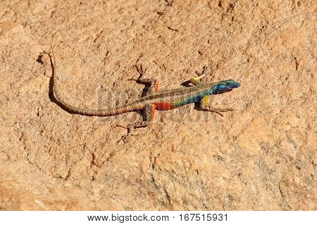 A colorful male Broadleys flat lizard (Platysaurus broadleyi) basking, South Africa