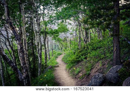 Mountainside hiking trail leading out of the forest.