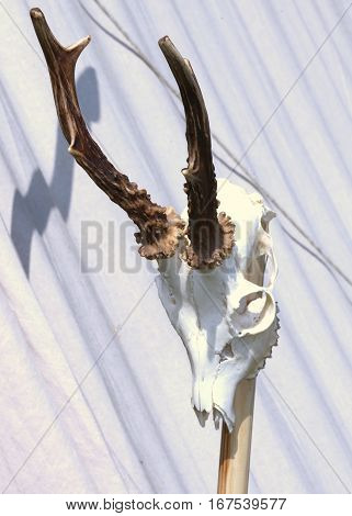 Skull Of An Animal With Horns