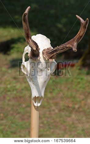 Skull Of An Animal With Horns