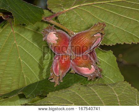 The fruit nut autumn bush  at summer