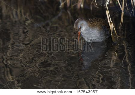 Water Rail (rallus Aquaticus) On The Riverside