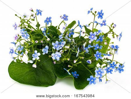 Brunner macrophylla for garden design. Studio Photo