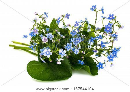 Brunner macrophylla for garden design. Studio Photo