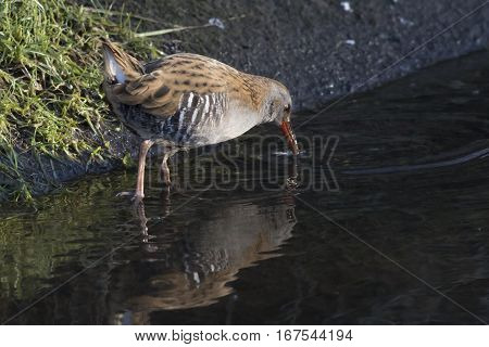 Water Rail (rallus Aquaticus) On The Riverside