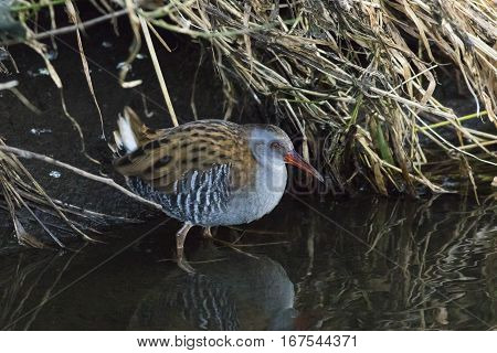 Water Rail (rallus Aquaticus) On The Riverside