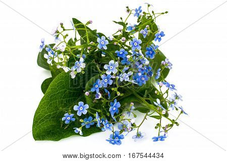 Brunner macrophylla for garden design. Studio Photo