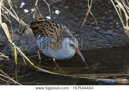 Water Rail (rallus Aquaticus) On The Riverside