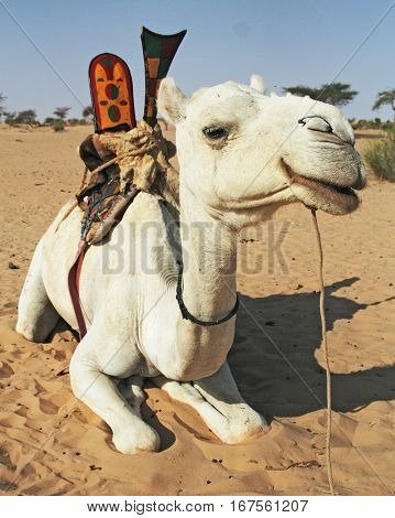 Camel lying on the ground - Mali