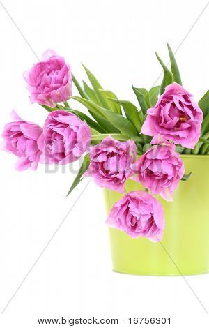 bouquet de tulipes roses isolé sur fond blanc