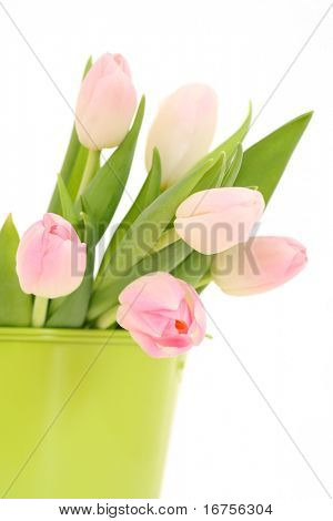 bouquet de tulipes roses isolé sur fond blanc