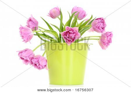 bouquet de tulipes roses isolé sur fond blanc