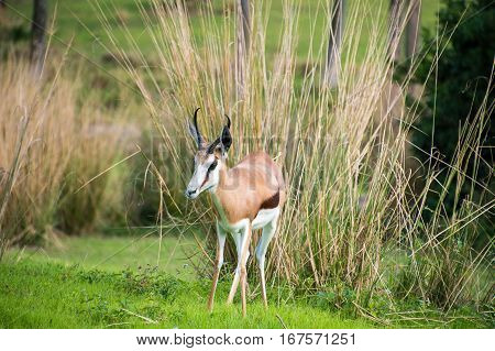 Thompson Gazelle in some grass looking around