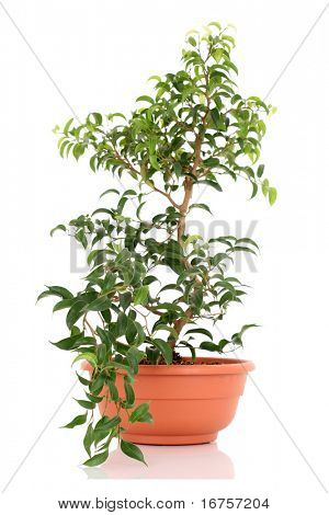 bonsai tree - ficus isolated on white