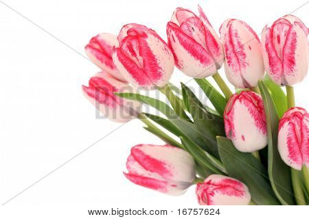 bouquet de tulipes roses isolé sur fond blanc