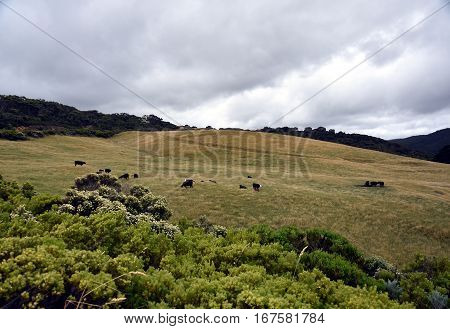 Broad panorama of the countryside in Victoria with green field in foreground. Grassy hills near Glenaire in Australia. Rural landscape near the forest in mountains. Hillside landscape.