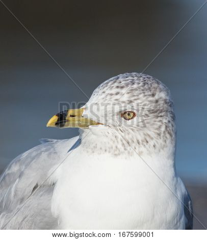 Closeup portrait of Ring-billed Gull (Larus delawarensis) showing head and beak