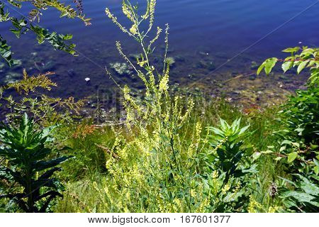 Bittercress flowers (Barbarea vulgaris), also called herb barbara, rocketcress, yellow rocketcress, winter rocket, and wound rocket, bloom next to a small lake in Joliet, Illinois during June.