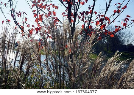 Chinese silver grass (Miscanthus sinensis) stands tall beside a small lake in Joliet, Illinois during November.