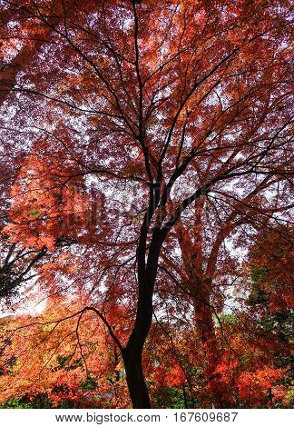 Landscape Of Japanese Garden At Autumn