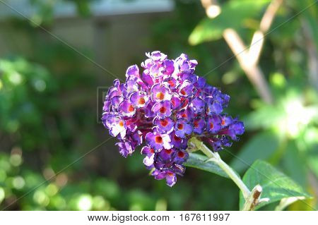 Butterfly Bush Buddleja Buddleia Purple flowers in bloom in garden