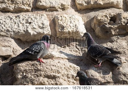 Lonely Birds By Live In Urban Environment