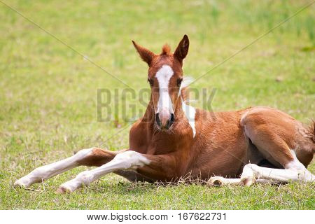 young colt sitting in a pasture trying to get up