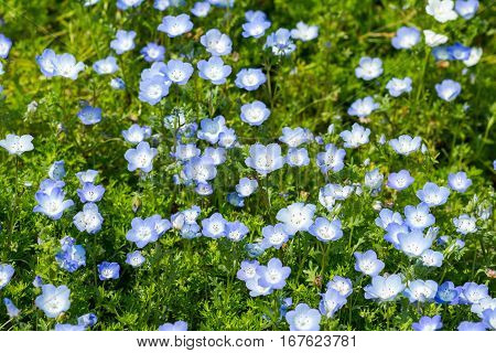 Field of Nemophila, or baby blue eyes (Nemophila menziesii, California bluebell), in soft light and shadow.