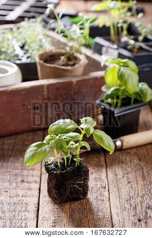 Seedlings of green basil. Young herbs sprouts ready for planting. Gardening concept.