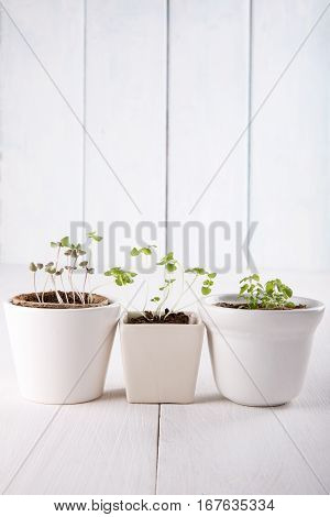 Three white flowerpots with small green sprouts of basil and mint.