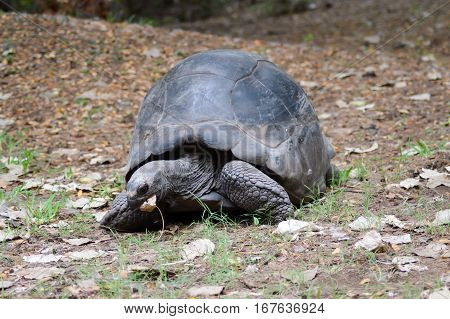 Big busy land turtle eating a leaf in a park in Kenya