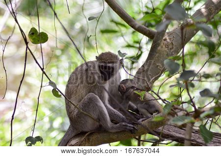 Vervet monkey and its young on a branch in Mombasa Kenya