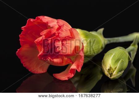 Flowers of red carnation (Dianthus caryophyllus) isolated on black background reflection