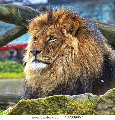 young lion resting on a sunny day