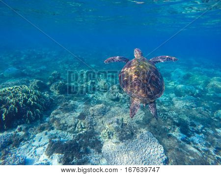 Sea turtle in blue water. Green turtle in coral reef. Blue sea and lovely sea animal. Snorkeling and diving with sea turtle. Sea turtle swimming underwater photo for background with place for text.