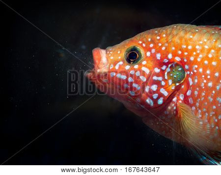 Beautiful large fish feed in the aquarium. Portrait of a Hemichromis lifalili. Macro