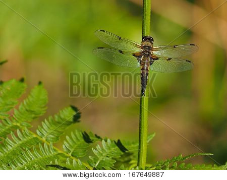 Dragonfly resting on a stick, green background