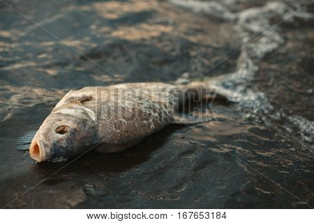 dead poisoned fish lies on the river bank. Environmental pollution. The impact of toxic emissions in the aquatic environment