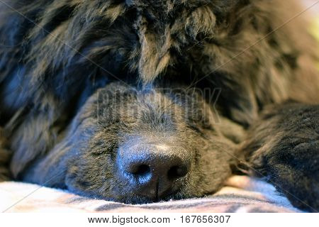 Close up of cute  black Newfoundland dog.