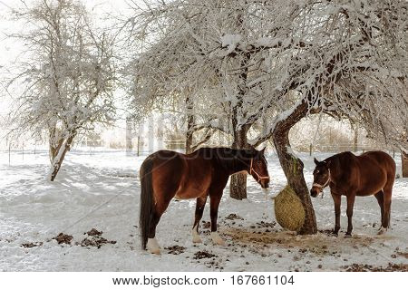 horse hay snow winter cabin traditional alpine life