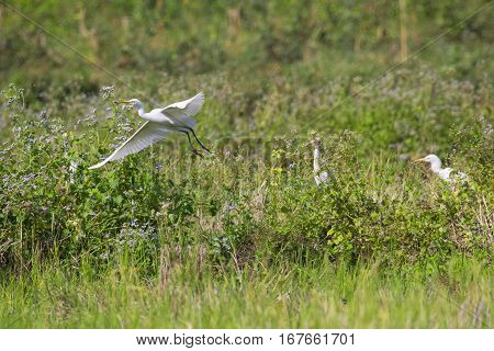Image of egret flying on nature background. Heron. Wild Animals.