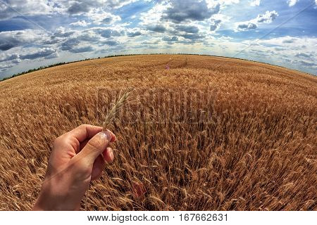 Man holds ears of corn in his hand. A field of wheat in the background. First-person view.
