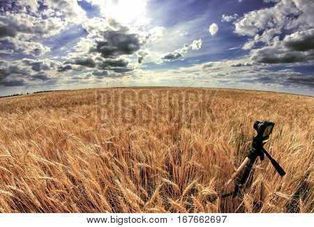 Shooting time-lapse with camera on tripod. Wheat field.