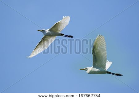 Image of egret flying in the sky. Heron. Wild Animals.
